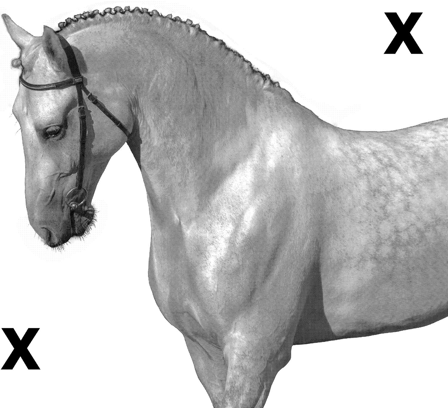 Elegant white horse side view- Airbrush Stencil